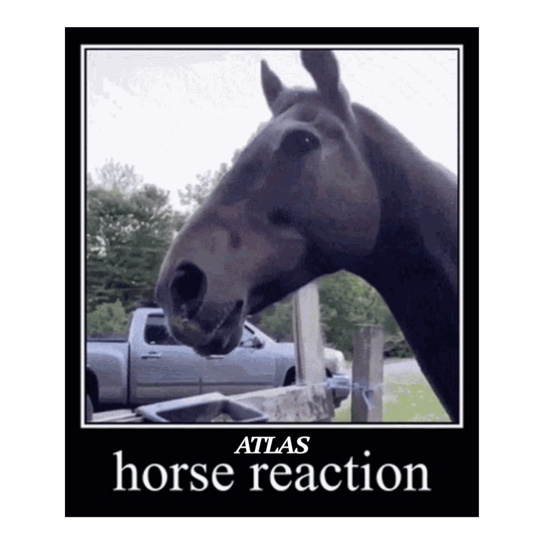 HORSE REACTION STICKER